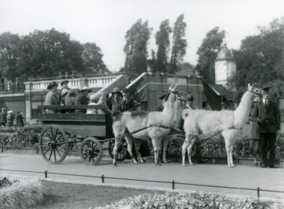 A Llama cart ride for visitors with three Llamas being led by Keepers, London Zoo, August 1923 by Frederick William Bond